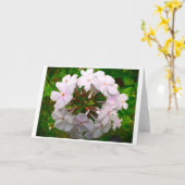 Phlox, Karte (Gelbe Blume)