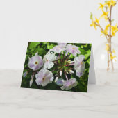 Phlox, Karte (Gelbe Blume)