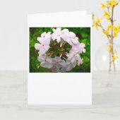 Phlox, Karte (Gelbe Blume)