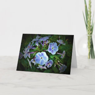 Phlox, Karte