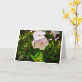 Phlox, Karte (Gelbe Blume)