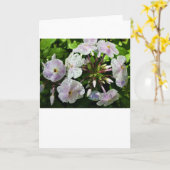 Phlox, Karte (Gelbe Blume)