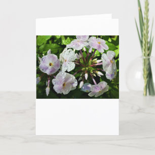 Phlox, Karte