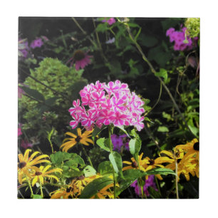 Phlox mit Pfefferminz-Drehung im Blumengarten Fliese