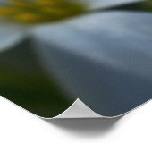 Phlox-Nah-up Poster (Ecke)