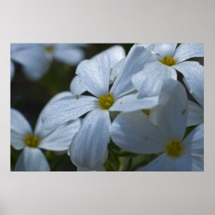 Phlox-Nah-up Poster