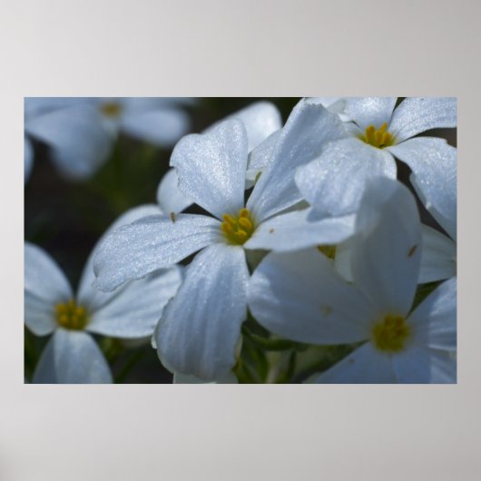 Phlox-Nah-up Poster (Vorne)