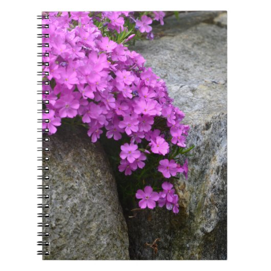Phlox On Rocks Notebook Notizblock (Vorderseite)
