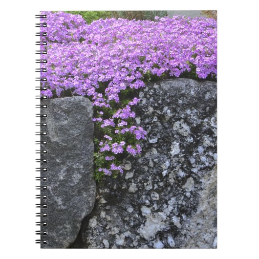 Phlox On Stone Wall Notebook Notizblock (Vorderseite)