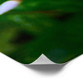 Phlox, Poster (Ecke)