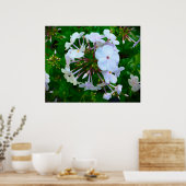 Phlox, Poster (Küche)