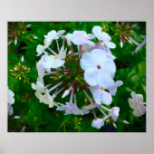 Phlox, Poster (Vorne)