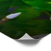 Phlox, Poster (Ecke)