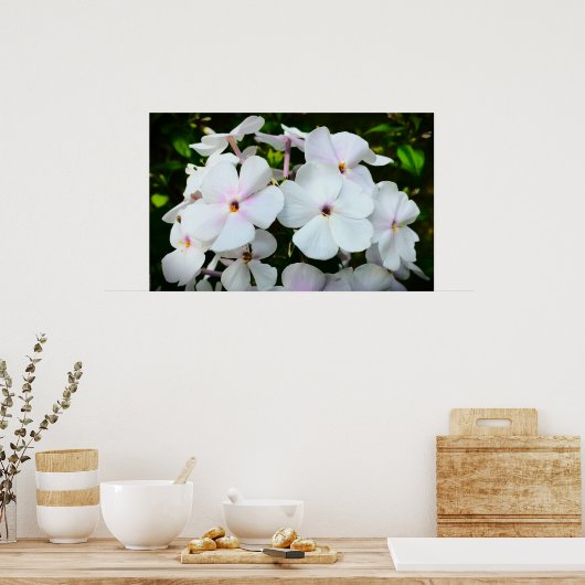 Phlox, Poster (Küche)