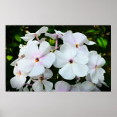 Phlox, Poster (Vorne)