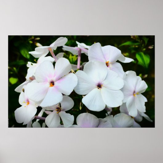 Phlox, Poster (Vorne)