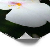 Phlox, Poster (Ecke)