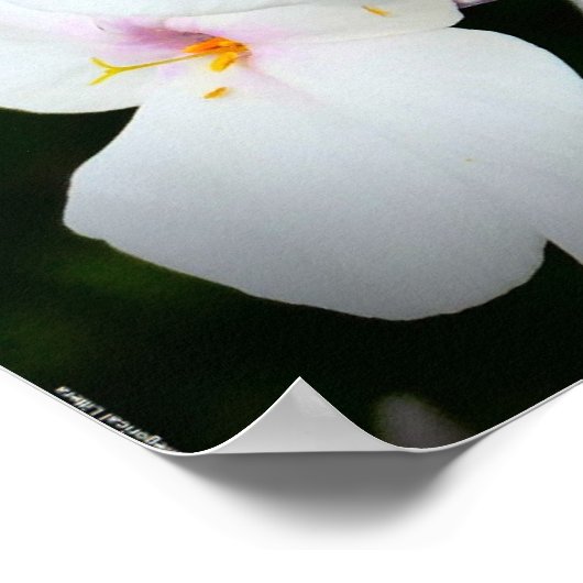 Phlox, Poster (Ecke)