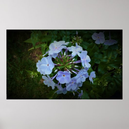 Phlox, Poster (Vorne)
