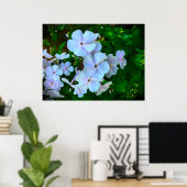 Phlox, Poster (Heimbüro)