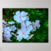 Phlox, Poster (Vorne)