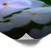 Phlox, Poster (Ecke)