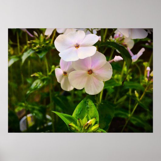 Phlox, Poster (Vorne)