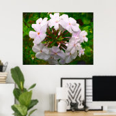 Phlox, Poster (Heimbüro)