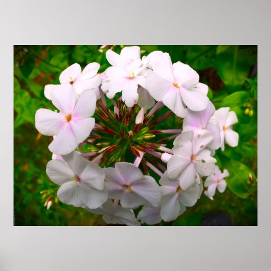 Phlox, Poster (Vorne)