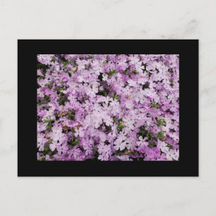 Phlox Postkarte