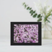 Phlox Postkarte (Stehend Vorderseite)