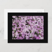 Phlox Postkarte (Vorne/Hinten)