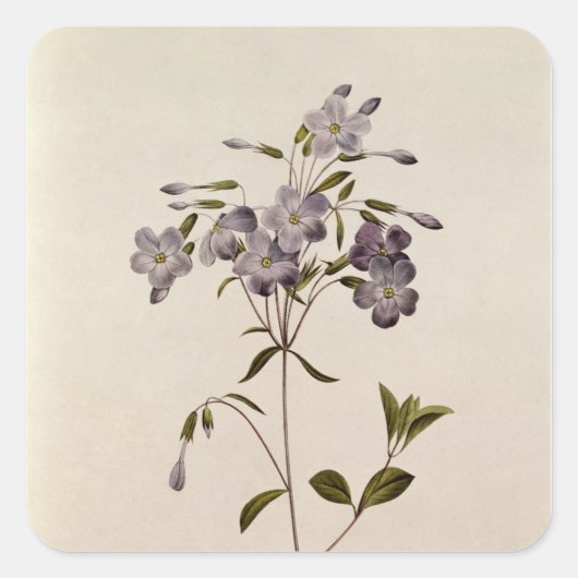 Phlox Reptans Quadratischer Aufkleber (Vorderseite)