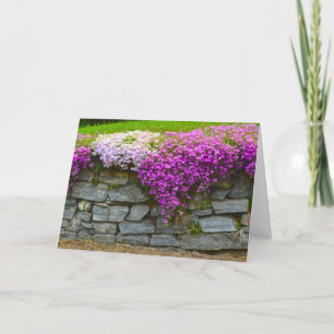 Phlox Stone Wall Notecard Karte