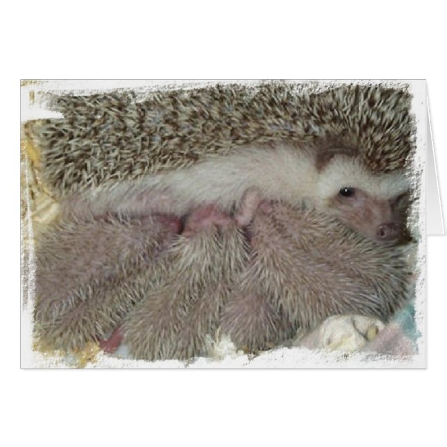 Phlox und Babys (Vorderseite (Horizontal))