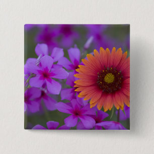 Phlox und Indianerblanket bei Devine Texas Button