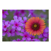 Phlox und Indianerblanket bei Devine Texas Fotodruck (Vorne)