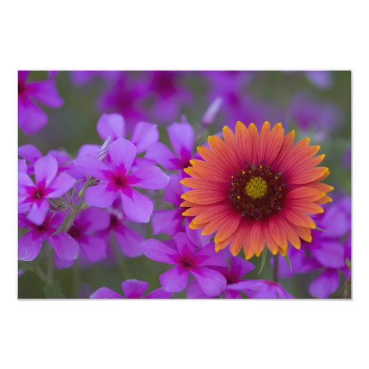 Phlox und Indianerblanket bei Devine Texas Fotodruck (Vorne)