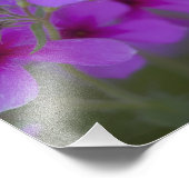 Phlox und Indianerblanket bei Devine Texas Fotodruck (Ecke)