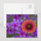 Phlox und Indianerblanket bei Devine Texas Postkarte (Vorne/Hinten)