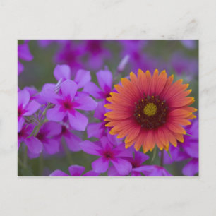 Phlox und Indianerblanket bei Devine Texas Postkarte