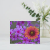 Phlox und Indianerblanket bei Devine Texas Postkarte (Stehend Vorderseite)