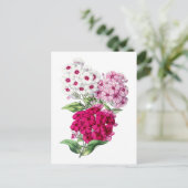 Phlox Vintage Botanical Postcard Postkarte (Stehend Vorderseite)