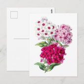 Phlox Vintage Botanical Postcard Postkarte (Vorne/Hinten)