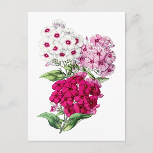 Phlox Vintage Botanical Postcard Postkarte (Vorderseite)