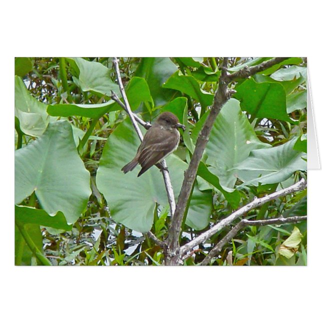 Phoebe Flycatcher (Vorderseite (Horizontal))