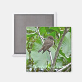 Phoebe Flycatcher Magnet (Vorderseite/Rückseite)