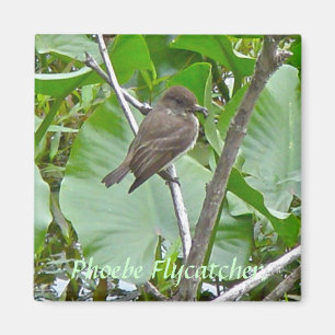 Phoebe Flycatcher Magnet