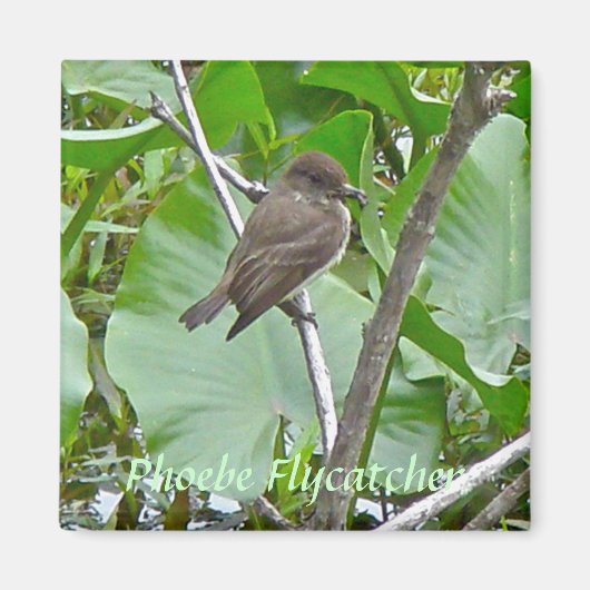 Phoebe Flycatcher Magnet (Vorne)