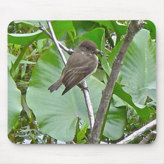 Phoebe Flycatcher Mousepad (Vorne)